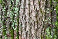 Mossy and cracked bark on old trunk of maple tree