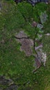 mossy cracked cement floor. background and texture.