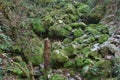 Mossy creek in the Glasenbach gorge in autumn, Salzburg, Austria.