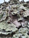 mossy dry tree bark Royalty Free Stock Photo