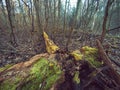 Mossy fallen tree in the autumn forest surrounded by naked bare trees and fallen leaves