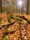 Mossy fallen tree. Footpath in the forest covered by bare roots.