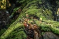 Mossy fallen tree growing a new plant