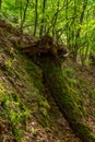 Mossy, fallen tree on a slope in the green forest