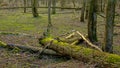 Mossy fallen tree trunk on the forest floor