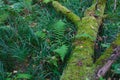 Mossy fallen tree trunk on the swamp in a forest, dangerous hidden fen covered with fern and green grass