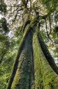 Mossy fig tree trunk, view from below