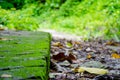 Mossy Foot Path Royalty Free Stock Photo