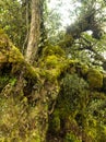 Mossy forest Cameron highlands Malaysia