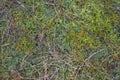 Mossy forest canopy. cranberry leaves and dry grass on a background of moss