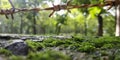 mossy in the forest defocused bagrounds