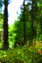 Mossy forest floor Royalty Free Stock Photo