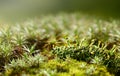 Mossy forest floor Royalty Free Stock Photo