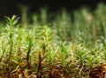 Mossy forest floor Royalty Free Stock Photo