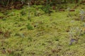 A mossy forest floor with tiny pine trees, grasses, lichens, and moss on Cape Breton Island