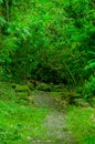 Mossy forest in floreana island galapagos Royalty Free Stock Photo