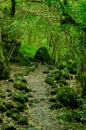 Mossy forest in floreana island galapagos Royalty Free Stock Photo