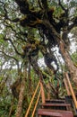 Mossy Forest of Gunung Brinchang,Cameron Highlands