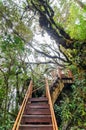 Mossy Forest of Gunung Brinchang,Cameron Highlands