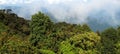 Mossy forest, Gunung Brinchang