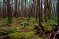 Mossy Forest of Mt.YATSUGATAKE Royalty Free Stock Photo