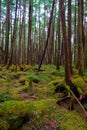 Mossy Forest of Mt.YATSUGATAKE