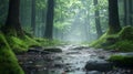 Mossy Forest Path with Rain and Sunlight Royalty Free Stock Photo