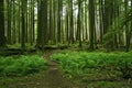 Mossy Forest Scenery