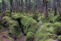 Mossy forest Royalty Free Stock Photo