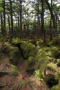 Mossy forest Royalty Free Stock Photo