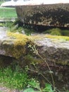 Mossy Fountain