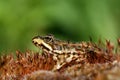 Mossy frog Royalty Free Stock Photo