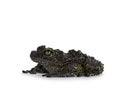 Mossy frog on white background