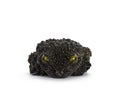 Mossy frog on white background