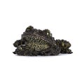 Mossy frog on white background