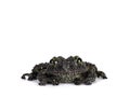 Mossy frog on white background