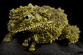 Vietnamese Mossy frog Theloderma corticale