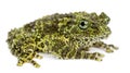 Mossy Frog, Theloderma corticale Royalty Free Stock Photo