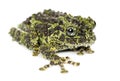 Mossy Frog, Theloderma corticale Royalty Free Stock Photo