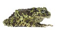 Mossy Frog, Theloderma corticale Royalty Free Stock Photo