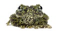 Mossy Frog, Theloderma corticale Royalty Free Stock Photo