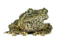 Mossy Frog, Theloderma corticale, also known as a Vietnamese Mos Royalty Free Stock Photo