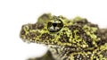 Mossy frog, Theloderma corticale, isolated Royalty Free Stock Photo