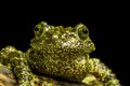 Mossy Frog (Theloderma corticale) Royalty Free Stock Photo