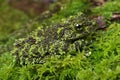 Mossy Frog (Theloderma Corticale)