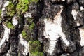 Mossy and gnarly bark on old trunk of birch tree