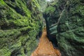 Gorge overgrown with moss over a narrow rocky path