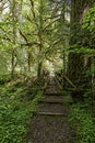 Mossy green walking path in the woods Royalty Free Stock Photo