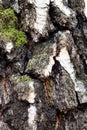 Mossy and grooved bark on old trunk of birch tree