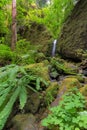 Mossy Grotto Falls with Plants in Spring Season